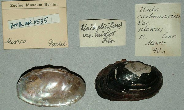 specimen