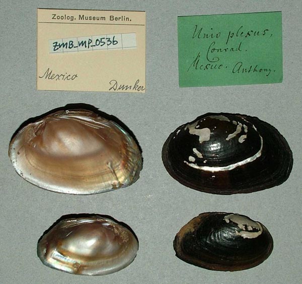 specimen