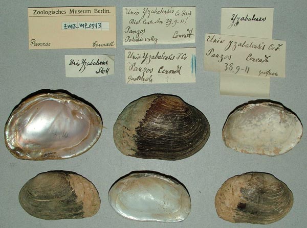 specimen