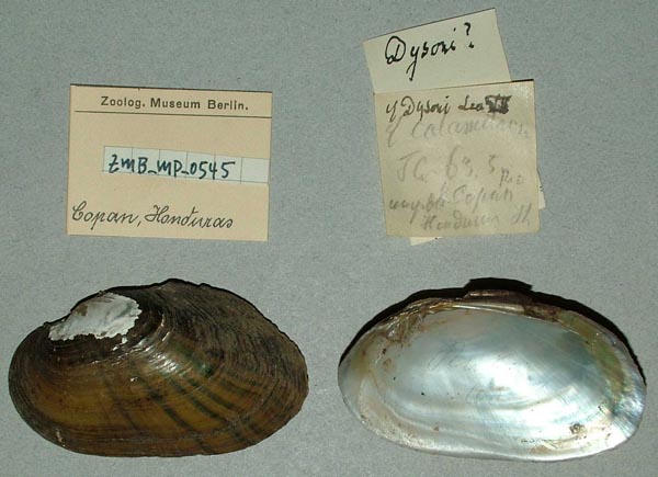 specimen