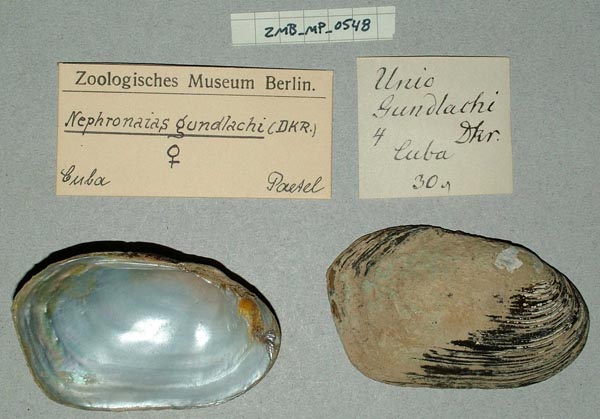 specimen