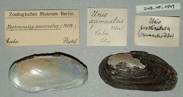 specimen