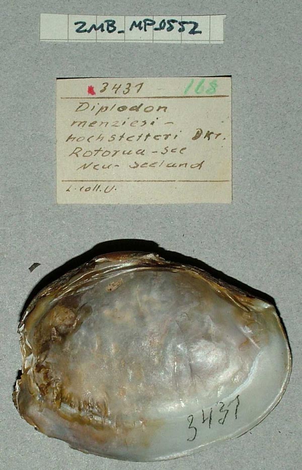 specimen