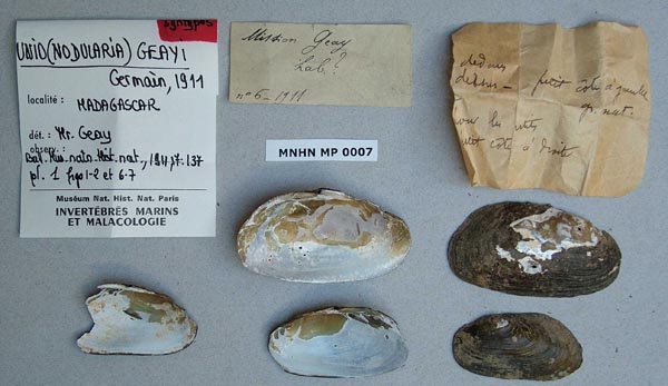 specimen
