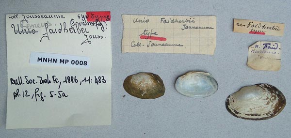 specimen