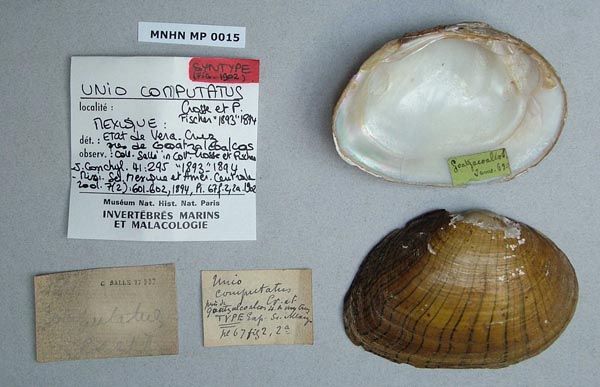 specimen