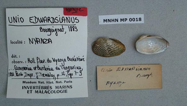 specimen