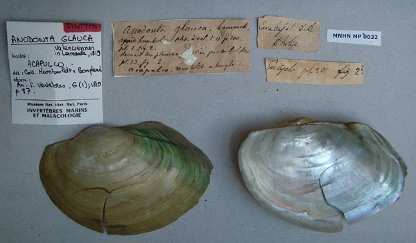 specimen
