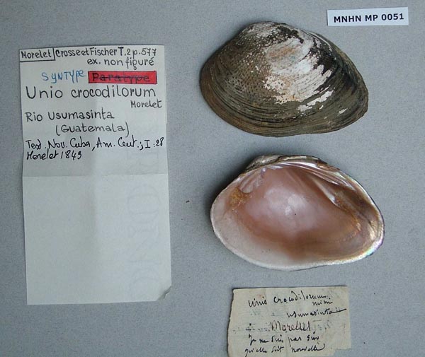 specimen