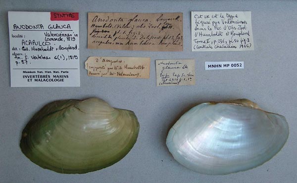 specimen