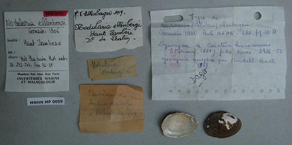 specimen