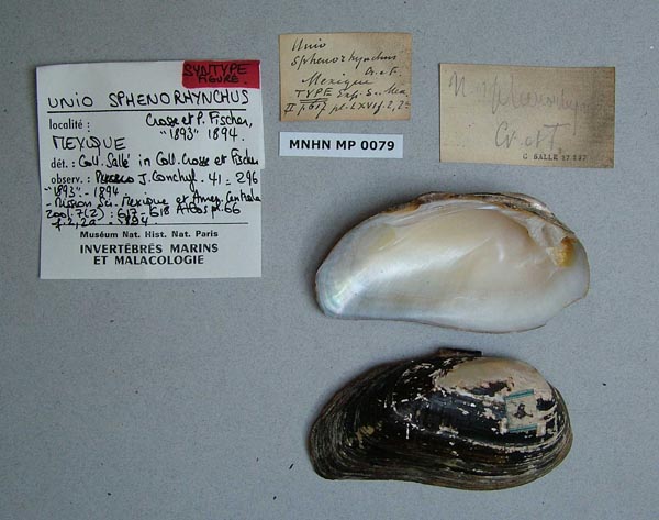 specimen