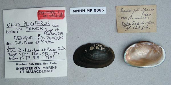 specimen