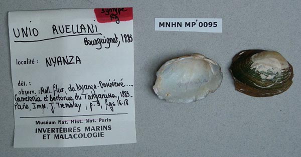 specimen