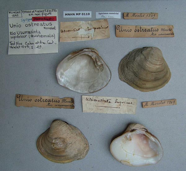 specimen