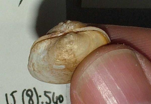specimen