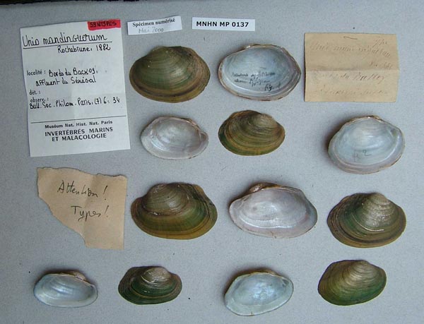 specimen