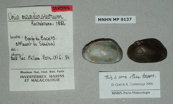 specimen