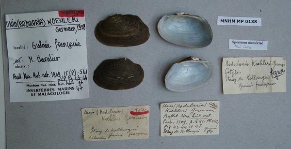 specimen