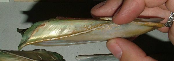 specimen