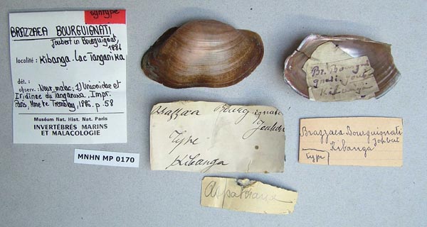 specimen