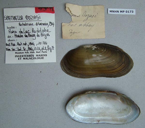 specimen