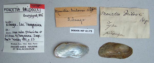 specimen