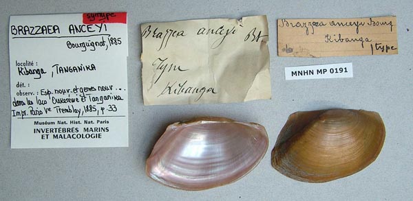 specimen