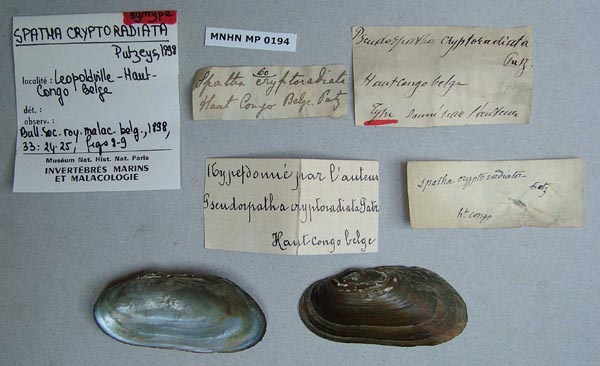 specimen