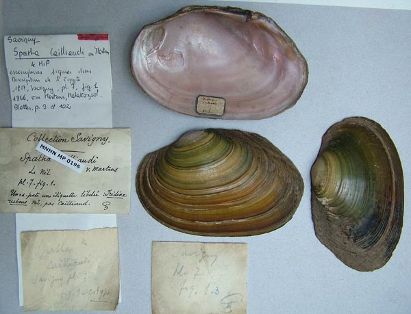 specimen