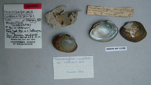 specimen