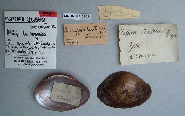 specimen