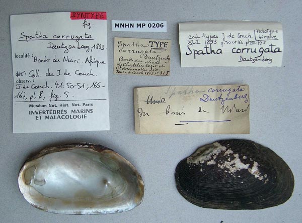 specimen