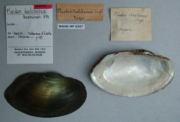 specimen