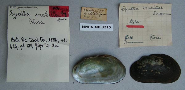 specimen