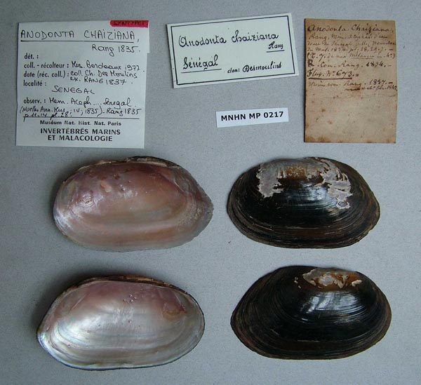 specimen