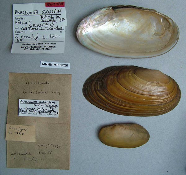specimen
