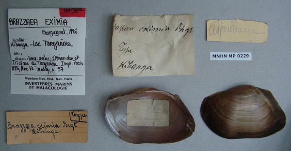 specimen