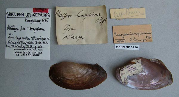 specimen