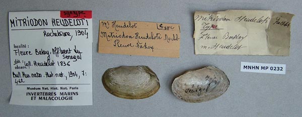 specimen