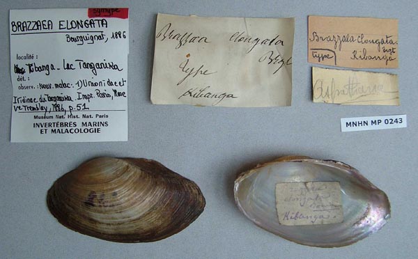 specimen