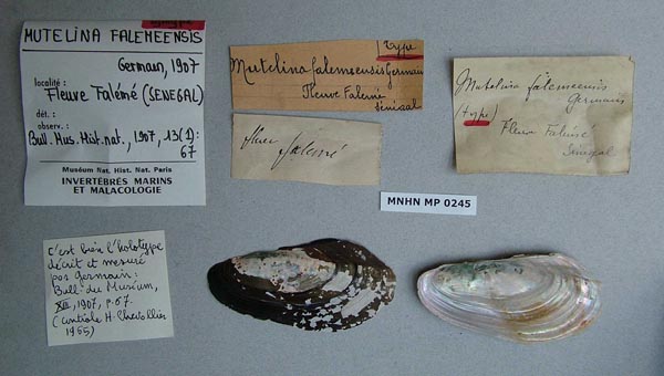 specimen