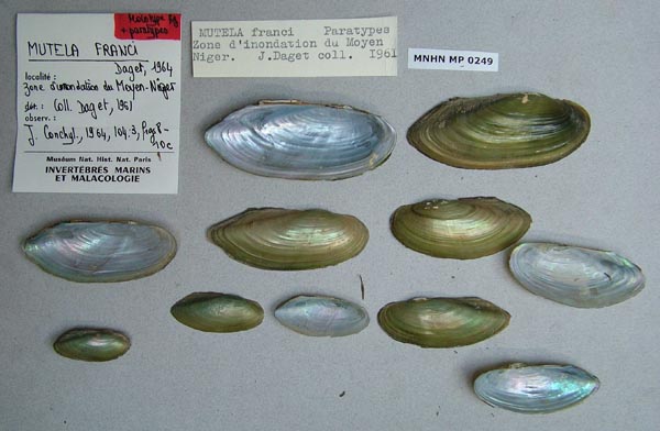 image of lot MNHN_MP_0249