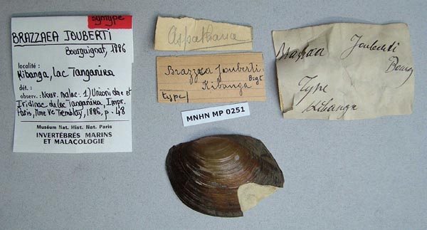 specimen