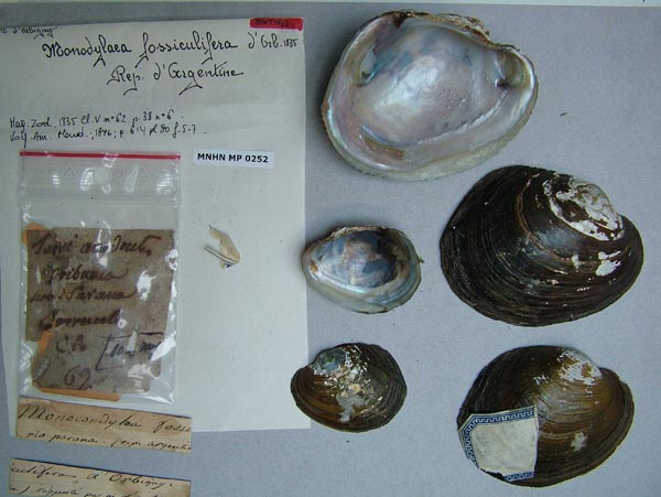specimen