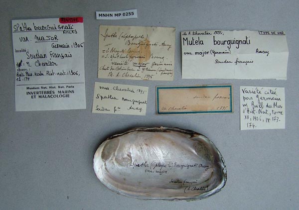 specimen