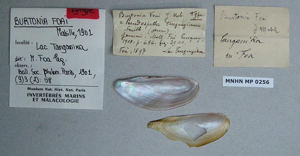 specimen