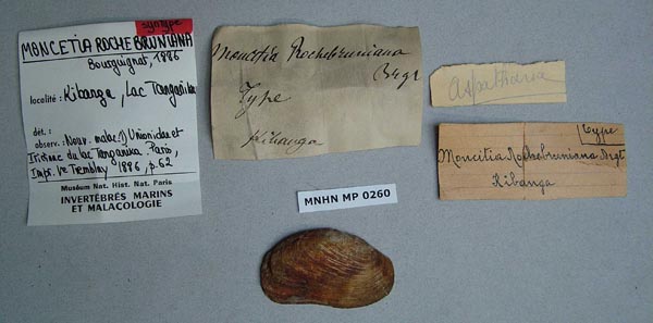 specimen