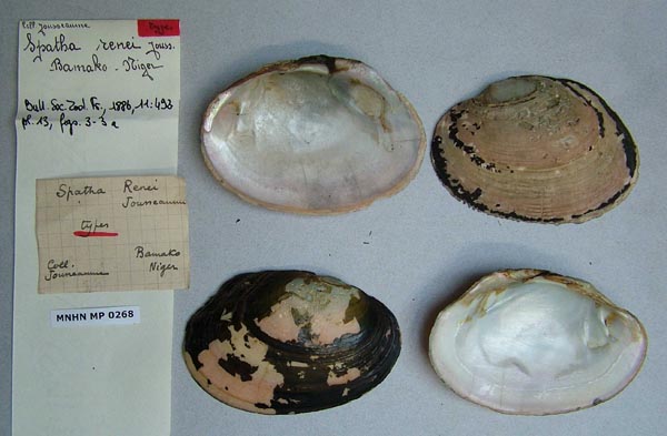 specimen