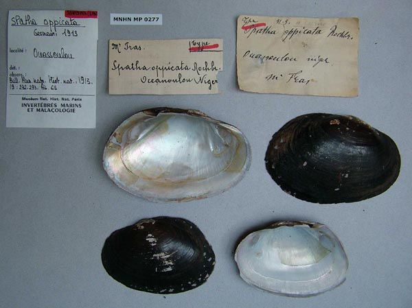 specimen